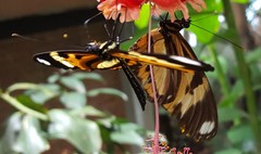 Heliconius ethilla narcaea