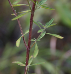 Scutellaria glabriuscula