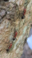 Atopomyrmex mocquerysi