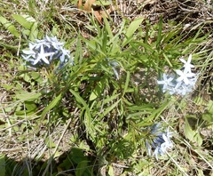 Amsonia ciliata texana