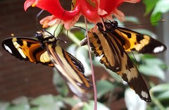 Heliconius ethilla narcaea