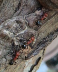 Atopomyrmex mocquerysi