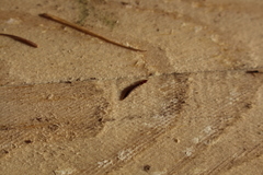 Raphidiidae