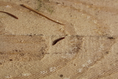 Raphidiidae