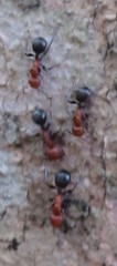 Atopomyrmex mocquerysi
