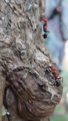 Atopomyrmex mocquerysi