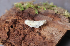 Anania hortulata