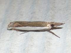 Crambus quinquareatus