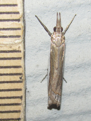 Crambus quinquareatus