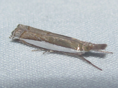 Crambus quinquareatus