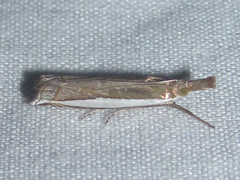 Crambus quinquareatus