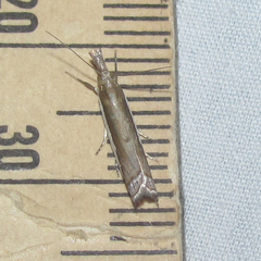 Crambus quinquareatus