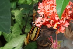 Heliconius ethilla narcaea