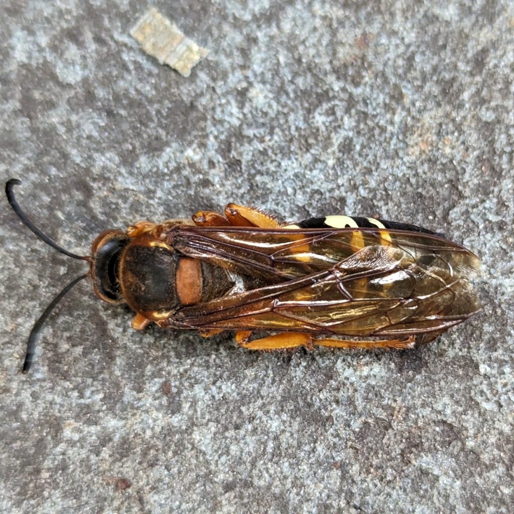 Eastern Cicada-killer Wasp from North Cambridge, Cambridge, MA, USA on ...