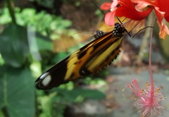Heliconius ethilla narcaea