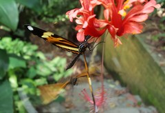 Heliconius ethilla narcaea