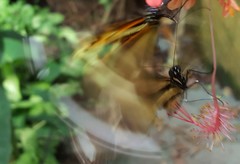 Heliconius ethilla narcaea