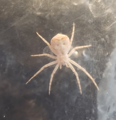 Philodromus anomalus