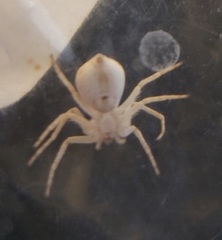 Philodromus anomalus