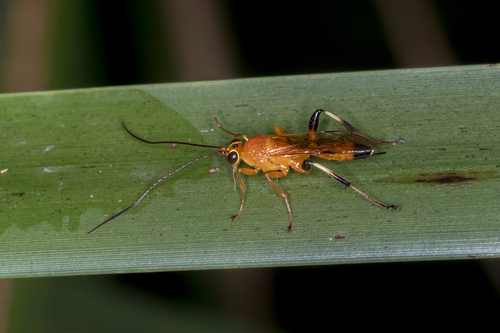Aculicoxa striata