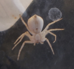 Philodromus anomalus