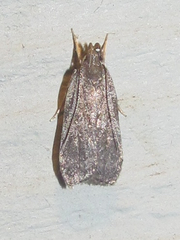Helcystogramma melantherella