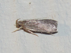 Helcystogramma melantherella