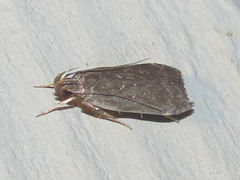 Helcystogramma melantherella