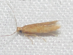 Tischeriidae