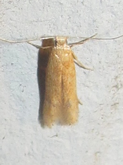 Tischeriidae