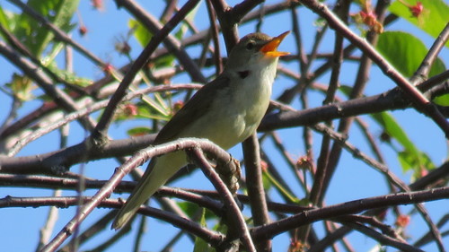 Carricero de Blyth (Acrocephalus dumetorum)