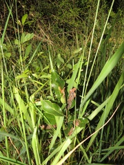 Euclea natalensis natalensis