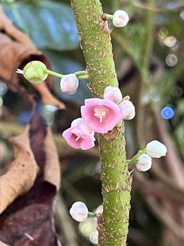 Saurauia tristyla iNat (3)