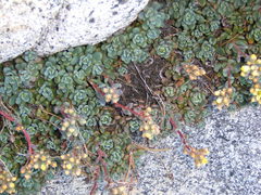 Sedum obtusatum