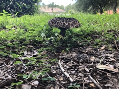 Strobilomyces strobilaceus image