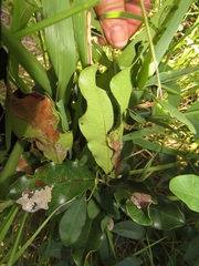 Euclea natalensis natalensis