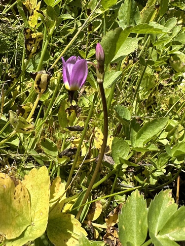 Image of Alpine Shooting Star (Primula tetrandra) by (c) Matt Berger, some rights reserved (CC BY)