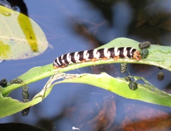 Xanthopastis regnatrix