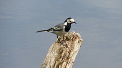 Motacilla alba