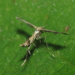 Lantanophaga pusillidactylus