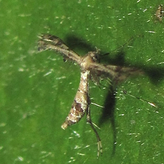 Lantanophaga pusillidactylus