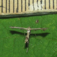 Lantanophaga pusillidactylus