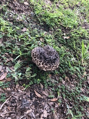 Strobilomyces strobilaceus image