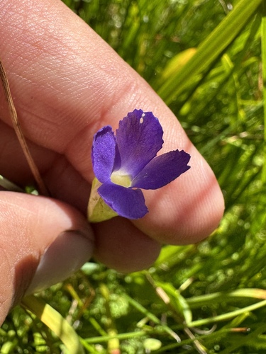 Image of Gentianopsis simplex by (c) Matt Berger, some rights reserved (CC BY)