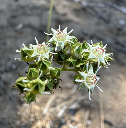 Image of Threetooth Horkelia (Horkelia tridentata) by (c) Matt Berger, some rights reserved (CC BY)