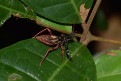 Erbessus rufiventris