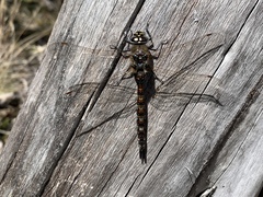 Rhionaeschna variegata