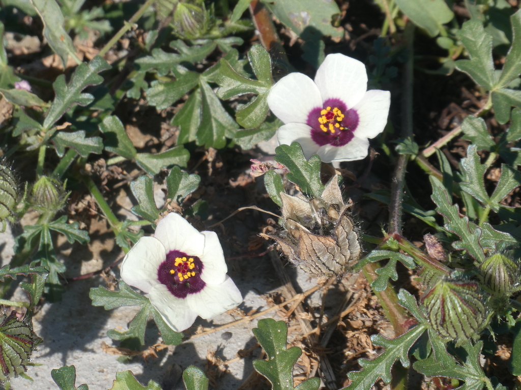flowerofanhour from Longmont, CO, USA on September 27, 2023 at 0954