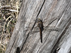 Rhionaeschna variegata