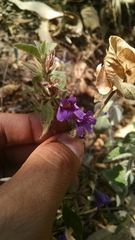 Dyschoriste hirsutissima